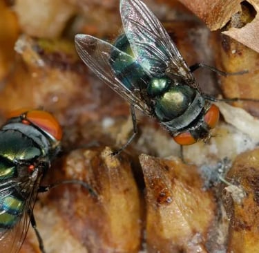 2 flies feeding on wastes