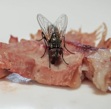 a fly feeding on meat
