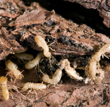 foraging termites