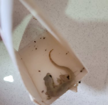 a gecko trapped on sticky pad