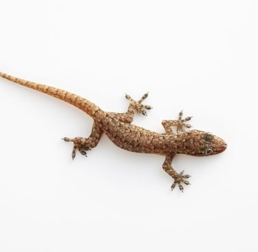 a house gecko