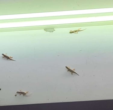 geckos gathering near a lamp