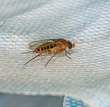 phorid fly