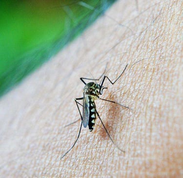 an aedes mosquito sucking blood