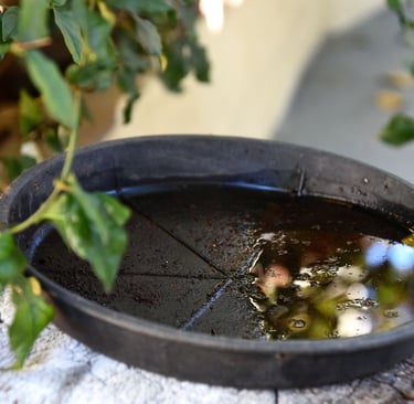 a flower plate with stagnant water