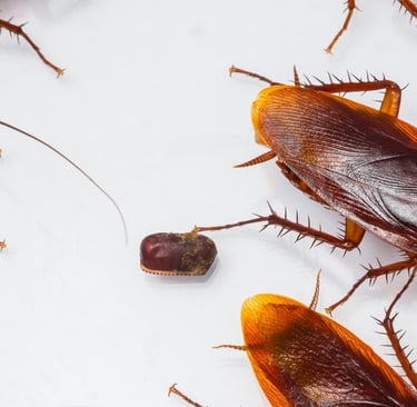 an ootheca of american cockroaches