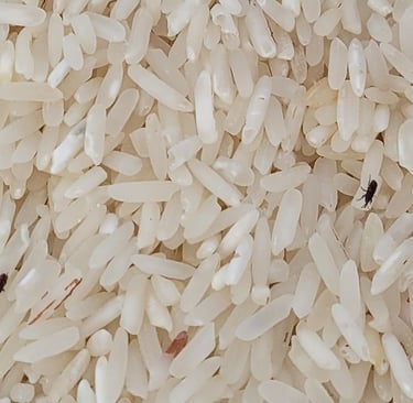 rice weevils infesting white rice