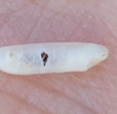 a rice weevil developing in rice kernel