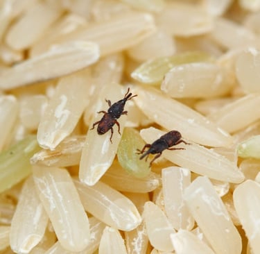 rice weevils close up