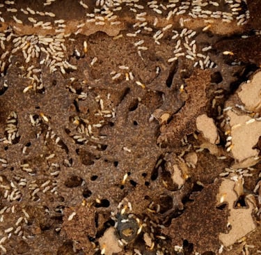 a group of foraging subterranean termites in mud trails