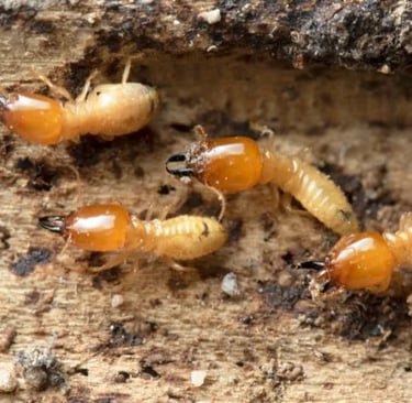 termites