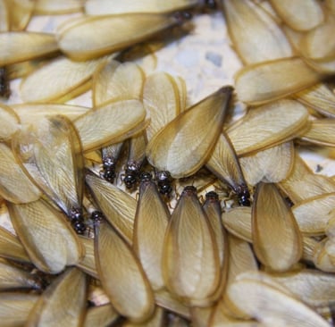 termite alates aka flying white ants