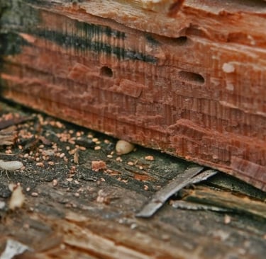 drywood termite frass