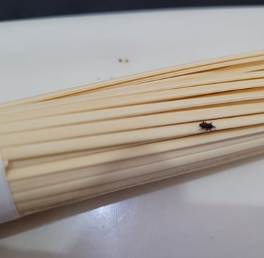 rice weevil can also infest noodles
