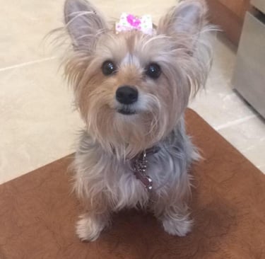 cute puppy