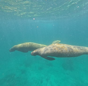 Lamantini nella Hol Chan Marine Reserve