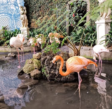 Fenicotteri all'interno del Monte Palace di Madeira