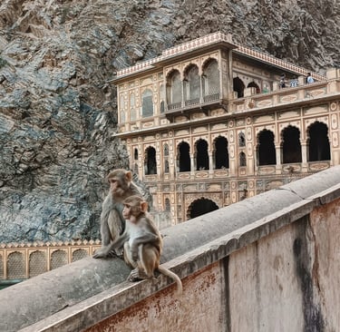 Tempio delle scimmie a Jaipur