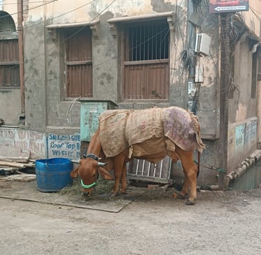 Mucca a Pushkar