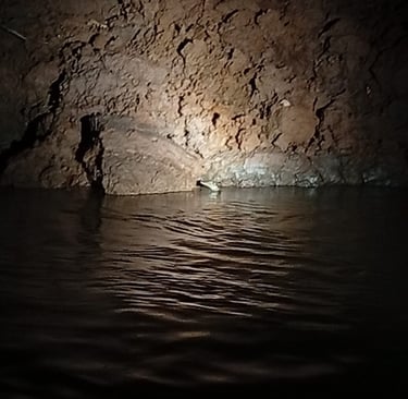 avvistamento di caimano in amazzonia