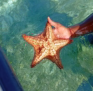 stelle marine a San Andres