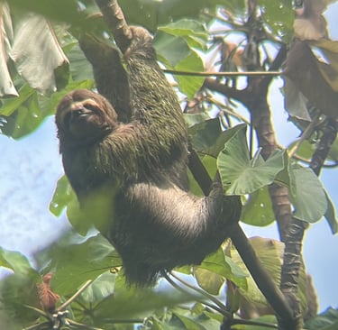 consigli di viaggio in Costa Rica - avvistamento di bradipo