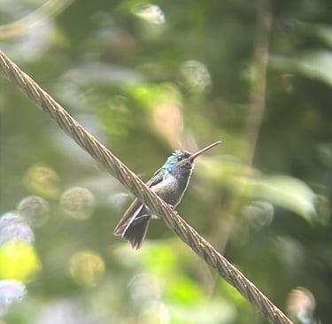 Colibrì avvistato in Costa Rica