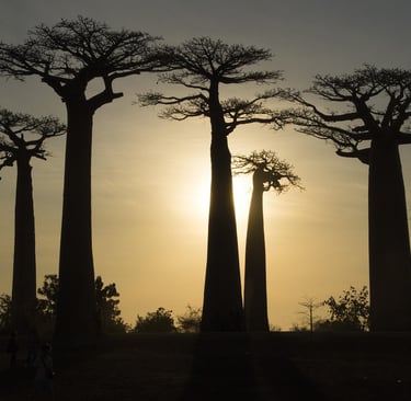 Viaggi in Africa fai-da-te