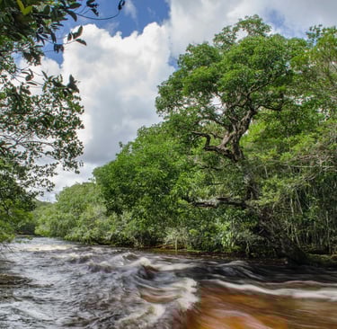 Cosa fare e vedere a Manaus