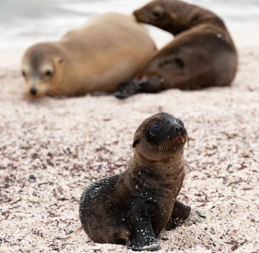 foche alle isole Galapagos - cosa fare alle Galapagos