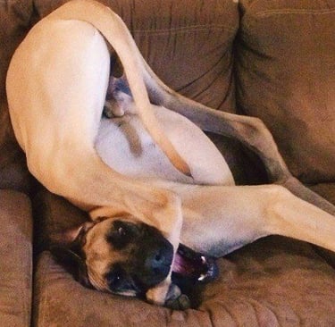um cachorro deitado em um sofá com um cobertor sobre ele