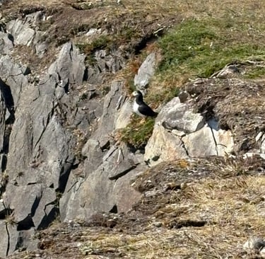 Puffin in Newfoundland 