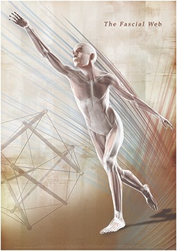 Fascia