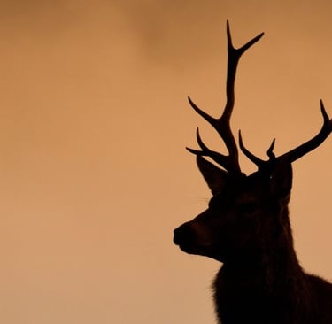 ciervo rojo europeo ciervo canadiense