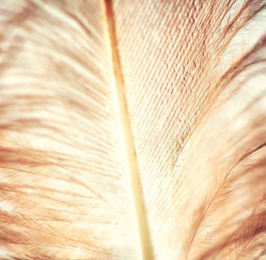 evolución de las plumas
