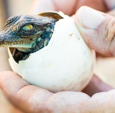 Huevos cocodrilo eoceno australia