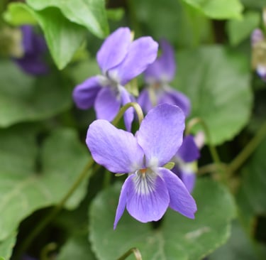 a bunch of purple flowers that are growing on the ground
