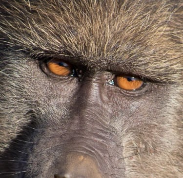 Primate mioceno España