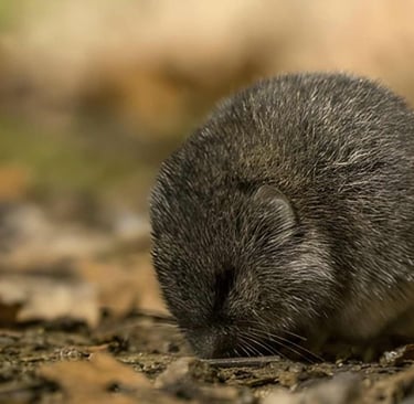 topillo nival origen españa