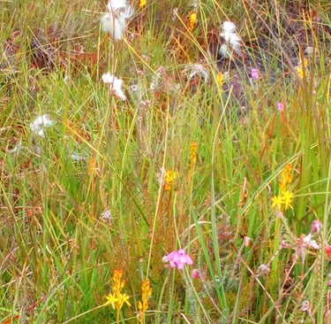 Native habitat
