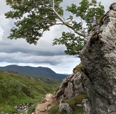 Wild landscape