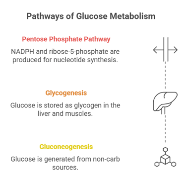 carbohydrate metabolism sequence 2