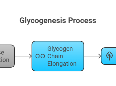 Glycogenesis Process