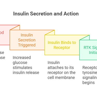 insulin secretion & action