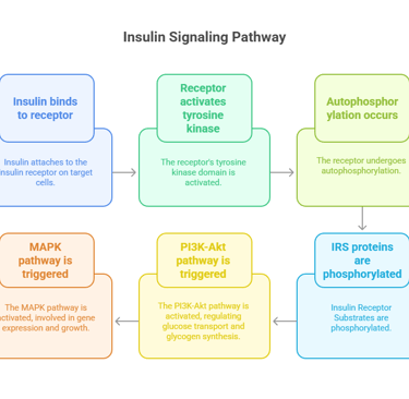 insulin signaling path