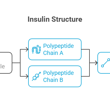 Insulin structure