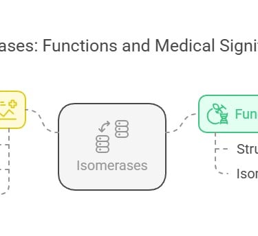 Isomerases: Functions & medical significance