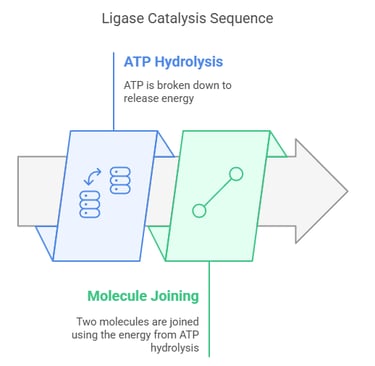 Ligase Catalysis sequence