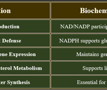 Niacine_functions