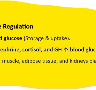 summary blood glucose regulation